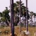 Bois de fer