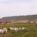 35-zebu.3